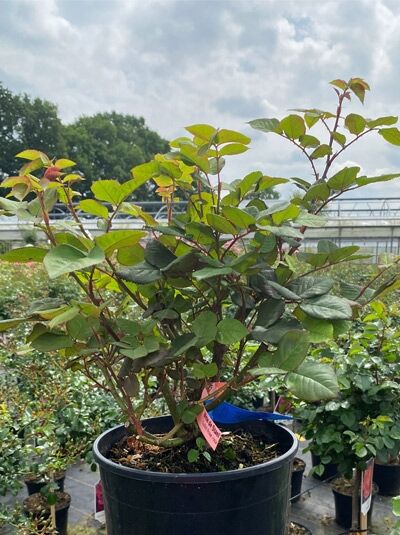 Rosa 'Mme de Stael' / Strauchrose 'Mme de Stael' C5, getopfte Rose mit aufrechten Trieben und grünem Laub