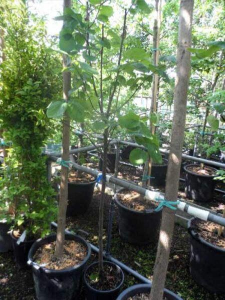 Echte Quitte / Echte Quitte