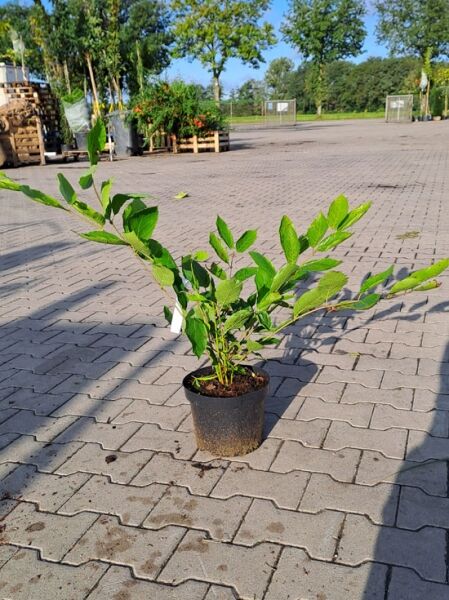 Calycanthus 'Venus' Gewürzstrauch 'Venus', 40-60 cm, C3, im schwarzen Pflanztopf mit grünen Trieben und Blättern.