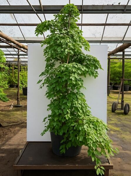 Japanischer Storaxbaum Styrax japonicus 'Fragrant Fountain' 200-250 cm C80, Hochstamm im Container mit überhängendem Wuchs und grünem Laub