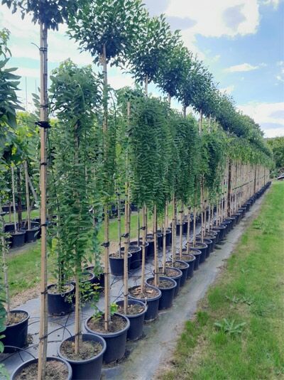 Sophora japonica 'Pendula' / Hängender Perlschnurbaum Hochstamm 8-10 StU im Container, Reihe junger Bäume in Töpfen mit Stützpfahl