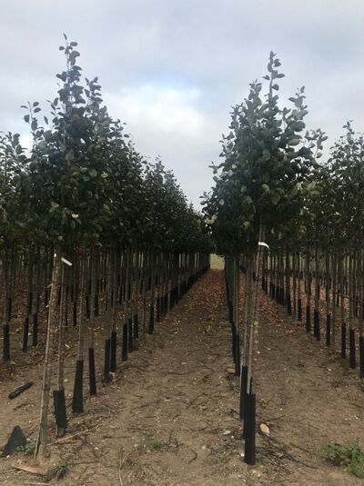 Zierapfel 'Mokum' / Zierapfel 'Mokum'
