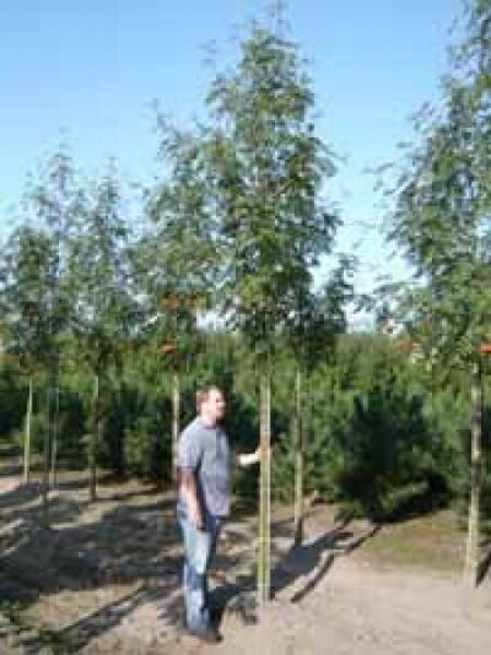 Sorbus aucuparia 'Edulis' / Mährische Eberesche / Essbare Eberesche