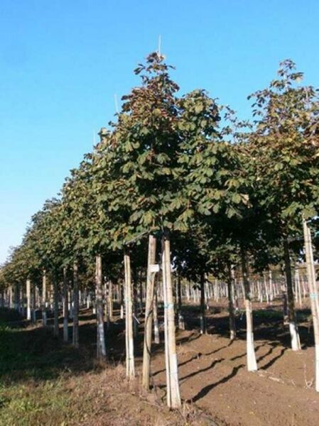 Gefülltblühende Rosskastanie Aesculus hippocastanum 'Baumannii' als Hochstamm, 18–20 StU, mit Drahkorb im Feldbestand.