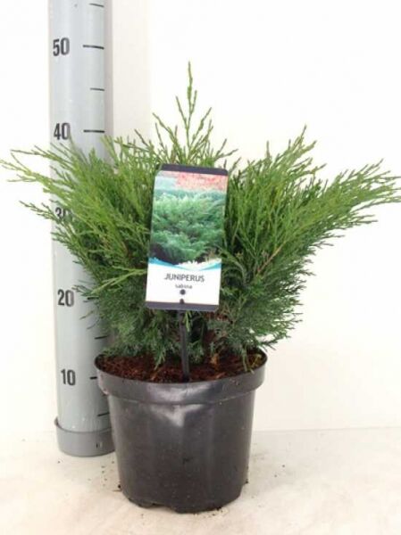 Juniperus sabina (Sadebaum, Stink-Wacholder) im C3-Topf, 25–30 cm, buschiger Wuchs mit feinen, grünen Nadeln