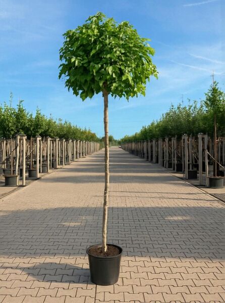 Liquidambar styraciflua 'Gum Ball' – Zwerg-Kugelamberbaum, Hochstamm ca. 200 cm, Container, runde Krone mit grünem Laub