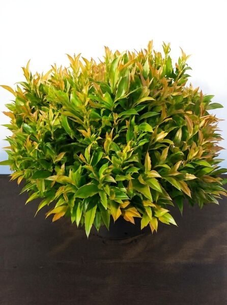 Leucothoe axillaris 'Zeblid' (Traubenheide 'Zeblid') im Topf, buschiger Strauch mit grünen Blättern und bronzefarbenem Austrieb, 50–60 cm, C12