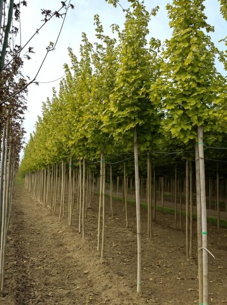 Gold-Ahorn Hochstamm (Acer platanoides 'Princeton Gold') 14-16 StU, Reihe von Bäumen mit gelbgrünem Laub in der Baumschule