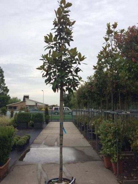 Magnolia grandiflora 'Exmouth' / Großblütige Magnolie 'Exmouth'