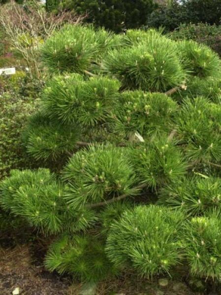 Pinus thunbergii 'Sayonara' / Japanische Schwarz-Kiefer / Japan-Schwarzföhre
