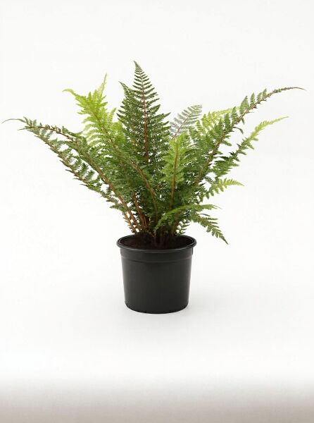 Polystichum setiferum (Weicher Schildfarn) C5 im schwarzen Pflanztopf mit aufrecht-bogigen, gefiederten grünen Wedeln