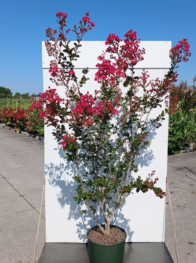 Indische Lagerströmie 'Braise d'été' / Kreppmyrthe - Lagerstroemia indica 'Braise d'été'