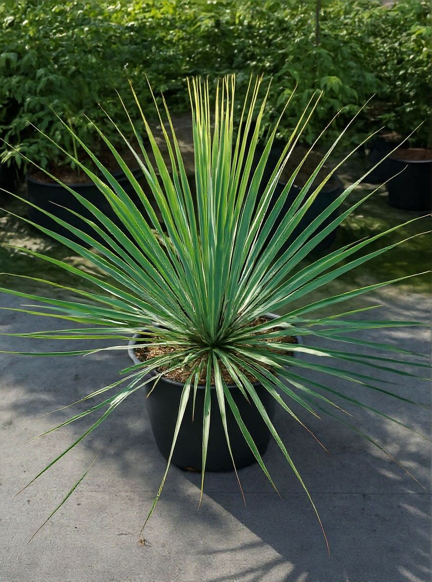 Palmlilie 'Sapphire Skies' - Yucca rostrata 'Sapphire Skies' - Baumschule  NewGarden