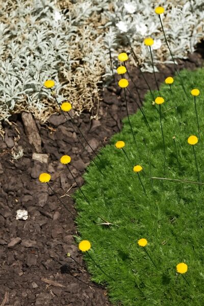 Silber-Fiederpolster / Silber-Fiederpolster