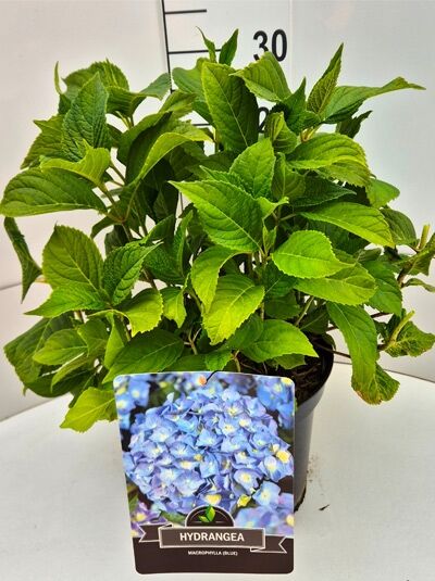Bauern-Hortensie Hydrangea macrophylla 'Nikko Blue' 40-60 cm C10 im Topf mit grünen Blättern und Etikett mit blauen Blüten.