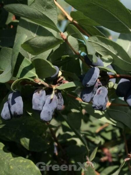 Lonicera kamtschatica 'Fialka' / Kamtschatka-Heckenkirsche 'Fialka'