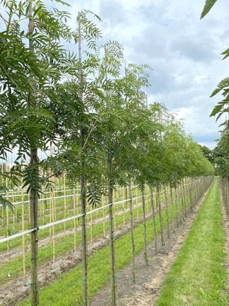 Sorbus 'Dodong' / Mehlbeere 'Dodong' Hochstamm 10-12 StU mit Drahtballen, Reihe junger Bäume in der Baumschule