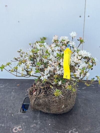 Japanische Azalee 'Kermesina Alba' - Rhododendron obtusum 'Kermesina Alba'
