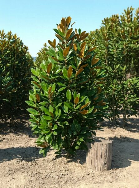 Magnolia grandiflora 'Galissonière' / Großblütige Magnolie 'Galissonière', 200–250 cm, mehrstämmig, mit glänzendem Laub.