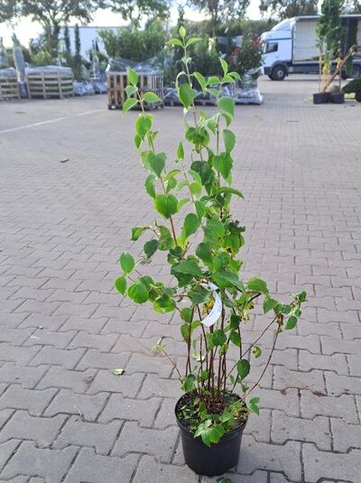 Philadelphus 'Schneesturm' (Pfeifenstrauch/Gartenjasmin) 60-100 cm C5, mehrtriebiger Strauch im Topf mit grünen Blättern