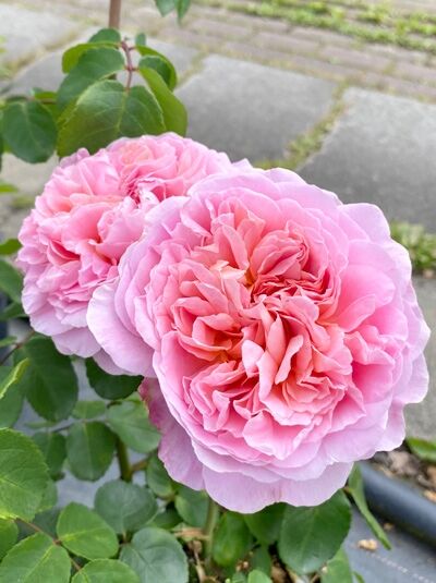 Englische Rose 'Eustacia Vye' / Englische Rose 'Eustacia Vye'