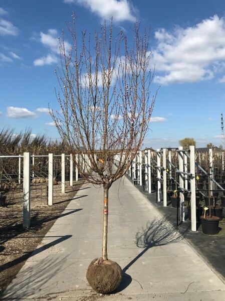 Prunus domestica ‚President‘ / Pflaume ‚President‘ Halbstamm 16-18 StU, laubloser Obstbaum mit kugeliger Krone und Ballenware.