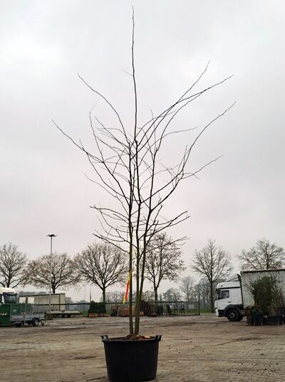 Dornenlose Gleditschie (Gleditsia triacanthos 'Inermis') 300–350 cm, mehrstämmiger Baum im Container mit kahlen Ästen.