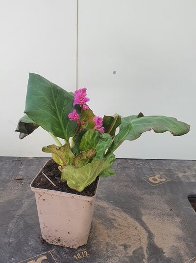 Garten-Bergenie 'Abendglut' / Bergenia 'Abendglut'