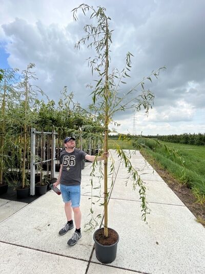 Salix babylonica / Babylonische Trauer-Weide Hochstamm 8-10 StU im Container, schlanker Stamm mit überhängenden Zweigen und schmalen Blättern