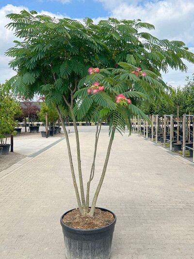 Seidenbaum 'Ombrella' / Seidenfädenakazie 'Ombrella' mehrstämmig - Albizia julibrissin 'Ombrella'