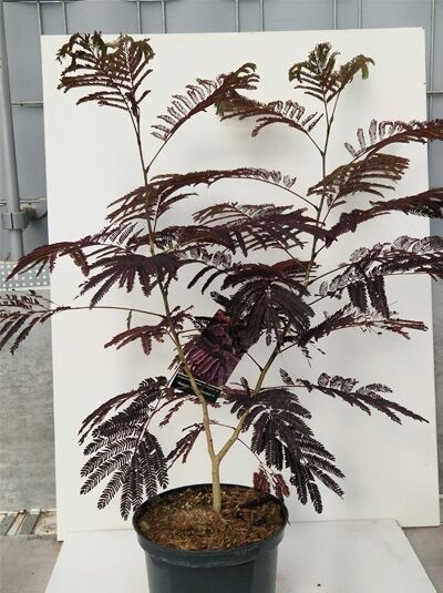 Roter Seidenbaum Albizia julibrissin 'Summer Chocolate' 80-100 cm C20 im Topf mit dunkelrotem, fein gefiedertem Laub