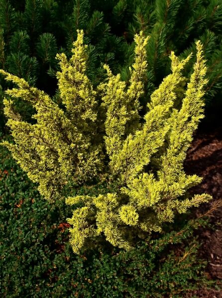 Goldgelber Wacholder (Juniperus chinensis) 'Plumosa Aureovariegata' mit goldgelbem, dichtem Nadelkleid und aufrechtem Wuchs.