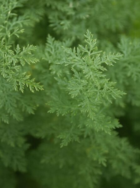 Artemisia pontica (Römischer Wermut) mit fein gefiederten, grünen Blättern in Nahaufnahme.