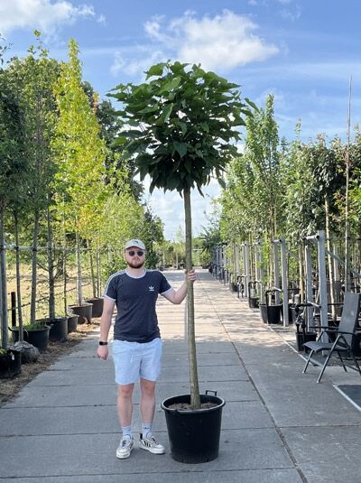 Catalpa bignonioides 'Nana' Kugel-Trompetenbaum, 225 cm Stamm, 16-18 StU, im Container mit kugelförmiger Krone.