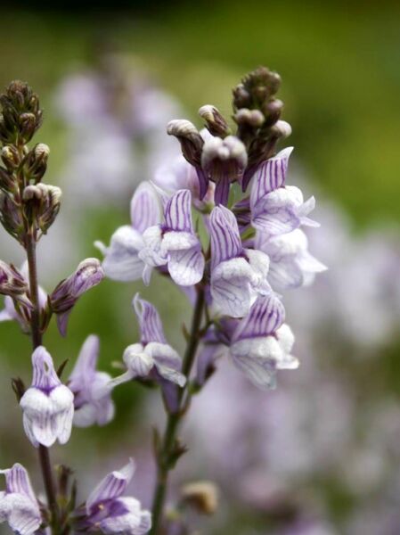 Leinkraut 'Antique Silver' / Linaria anticaria 'Antique Silver'