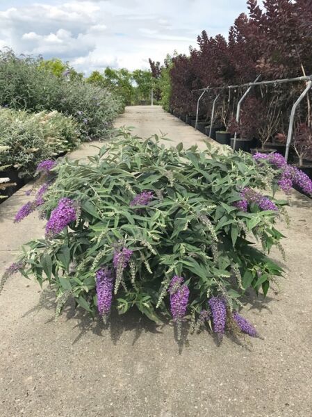 Sommerflieder Buddleja 'Purple Chip'®, buschiger Schmetterlingsstrauch mit grünen Blättern und violetten Blütenrispen, 60–80 cm C20