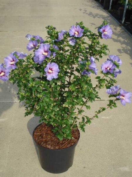 Garten-Eibisch 'Blue Bird' / Strauch-Eibisch 'Blue Bird' / Garten-Eibisch 'Blue Bird' / Strauch-Eibisch 'Blue Bird'