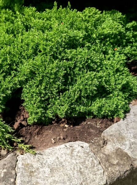 Grüner Kriech-Wacholder (Juniperus communis 'Green Carpet'), dicht wachsender bodendeckender Nadelstrauch mit grünem Laub.