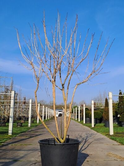 Sieben-Söhne-des-Himmels-Strauch 'mehrstämmig' 200-250 cm / Heptacodium miconioides (876130)