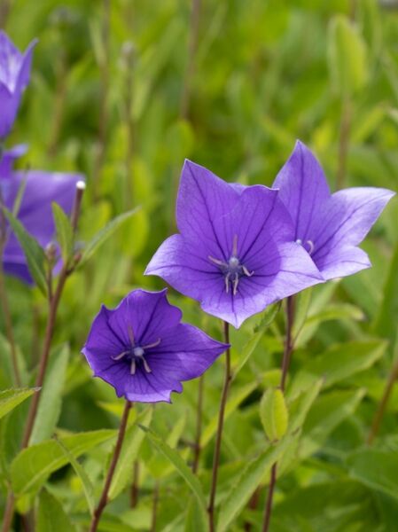 Platycodon grandiflorus 'Mariesii' / Ballonblume
