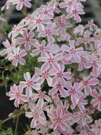 Gestreifter Teppichphlox 'Candy Stripes' / Phlox subulata 'Candy Stripes'