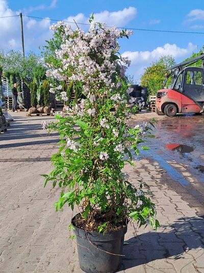 Kalmien-Deutzie - Deutzia kalmiiflora