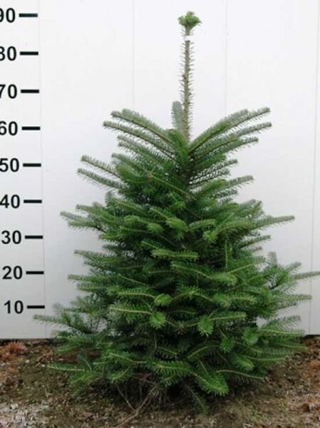 Abies koreana / Korea-Tanne