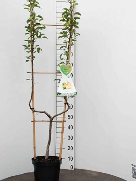 Birne „Gute Luise“ (Pyrus communis 'Gute Luise') Spalier U-Form C7 im Topf, aufgebunden am Spaliergerüst mit grünem Laub
