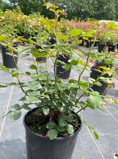 Beetrose Rosa 'Kaffe Fassett Rose'®, C5 Topf, buschiger Rosenstrauch mit grünen Blättern und rötlichen Trieben
