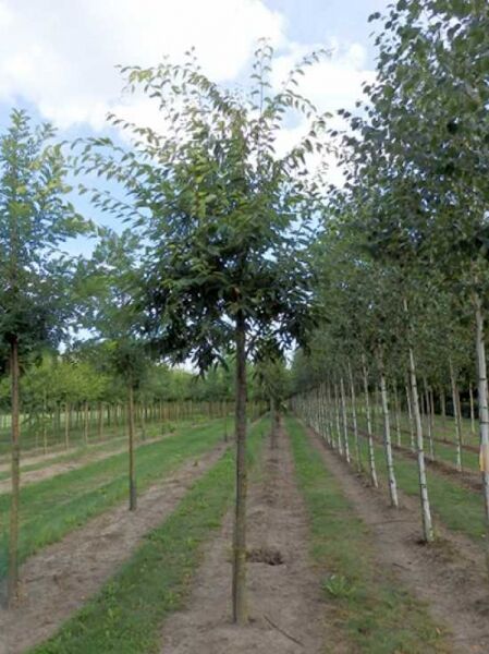 Zelkova serrata 'Green Vase' / Japanische Zelkove 'Green Vase' Hochstamm mit schlankem Stamm und aufrechter, vasenförmiger Krone.