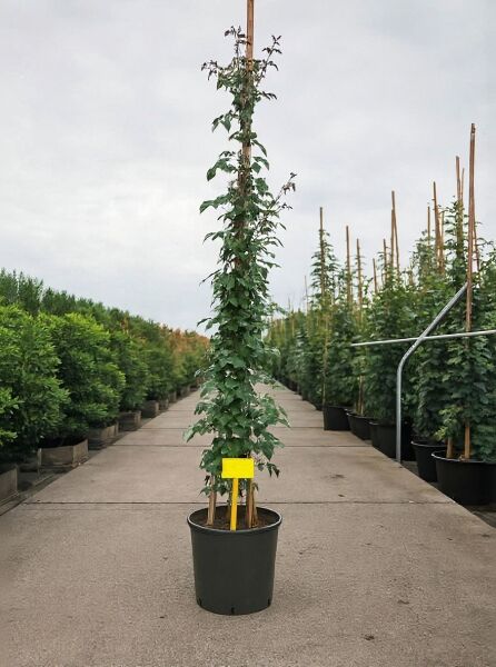 Kletterrose Rosa 'Rosanna ®' (C20, 175–200 cm) im Topf, am Stab aufgebunden, mit grünem Laub und Trieben.