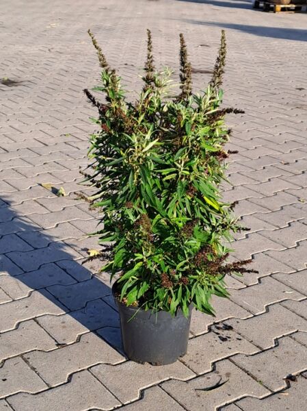 Sommerflieder Buddleja davidii 'Butterfly Tower', 40–60 cm C5, im Topf mit grünen Blättern und aufrechten Blütenrispen.