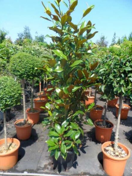 Magnolia grandiflora 'Galissonière' / Großblütige Magnolie 'Galissonière' 125-150 cm C25 im Container mit immergrünem Laub