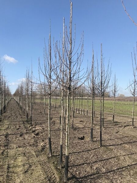 Pyrus communis 'Williams Christ' – Birne 'Williams Christ' ('Bartlett') Hochstamm 12-14 StU, laubloser Obstbaum im Feldbestand